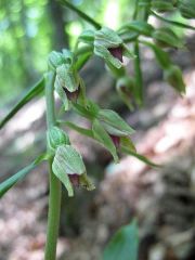 Epipactis thesaurensis Agrezzi, Ovatoli & Bongiorni