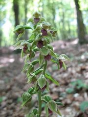 Epipactis thesaurensis Agrezzi, Ovatoli & Bongiorni