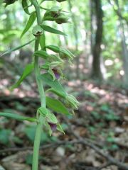 Epipactis thesaurensis Agrezzi, Ovatoli & Bongiorni