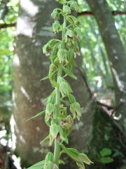 Epipactis thesaurensis Agrezzi, Ovatoli & Bongiorni