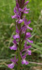 Dactylorhiza elata subsp. sesquipedalis (Willd.) Soò