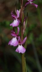 Dactylorhiza elata subsp. sesquipedalis (Willd.) Soò