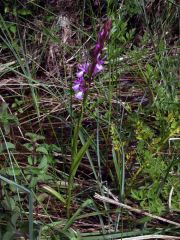 Dactylorhiza elata subsp. sesquipedalis (Willd.) Soò