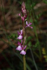 Dactylorhiza elata subsp. sesquipedalis (Willd.) Soò