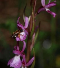 Dactylorhiza elata subsp. sesquipedalis (Willd.) Soò