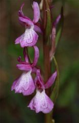 Dactylorhiza elata subsp. sesquipedalis (Willd.) Soò