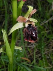 Ophrys passionis subsp. passionis Sennen ex Devillers-Tersch. & Devillers x ophrys exaltata subsp. morisii (Martelli) Del Prete