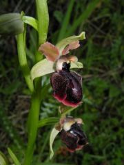 Ophrys passionis subsp. passionis Sennen ex Devillers-Tersch. & Devillers x ophrys exaltata subsp. morisii (Martelli) Del Prete