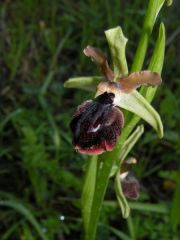 Ophrys passionis subsp. passionis Sennen ex Devillers-Tersch. & Devillers x ophrys exaltata subsp. morisii (Martelli) Del Prete