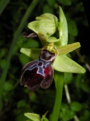 Ophrys passionis subsp. passionis Sennen ex Devillers-Tersch. & Devillers x ophrys iricolor subsp. maxima (A. Terracc.) Paulus & Gack