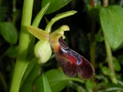 Ophrys passionis subsp. passionis Sennen ex Devillers-Tersch. & Devillers x ophrys iricolor subsp. maxima (A. Terracc.) Paulus & Gack