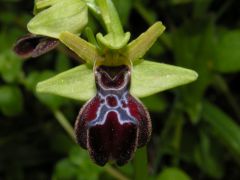 Ophrys passionis subsp. passionis Sennen ex Devillers-Tersch. & Devillers x ophrys iricolor subsp. maxima (A. Terracc.) Paulus & Gack