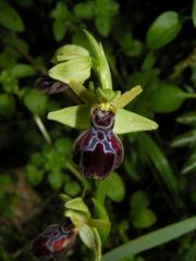 Ophrys passionis subsp. passionis Sennen ex Devillers-Tersch. & Devillers x ophrys iricolor subsp. maxima (A. Terracc.) Paulus & Gack