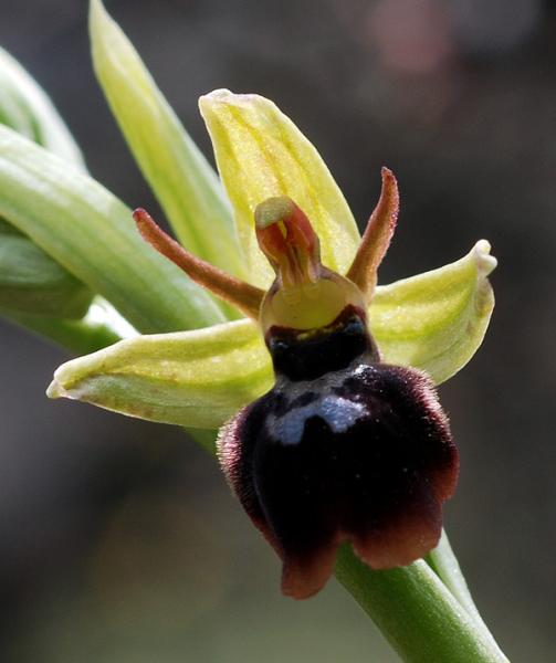 Ophrys x hybrida Pokorny