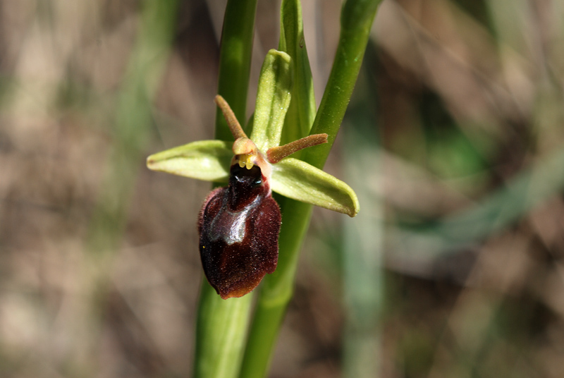 Ophrys x hybrida Pokorny