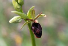 Ophrys x hybrida Pokorny