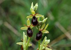 Ophrys x hybrida Pokorny