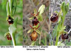 Ophrys x hybrida Pokorny