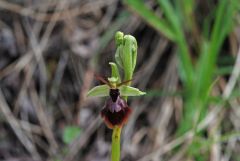 Ophrys x hybrida Pokorny