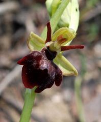 Ophrys x hybrida Pokorny