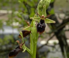 Ophrys x hybrida Pokorny