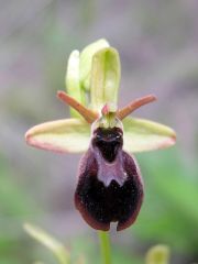 Ophrys x hybrida Pokorny