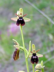 Ophrys x hybrida Pokorny