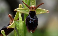 Ophrys x hybrida Pokorny