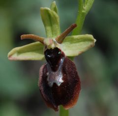 Ophrys x hybrida Pokorny