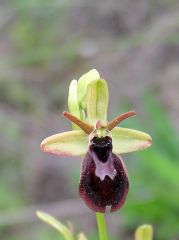 Ophrys x hybrida Pokorny