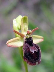 Ophrys x hybrida Pokorny