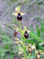 Ophrys x hybrida Pokorny