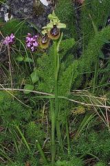 Ophrys x heraultii G. Keller ex Schrenk