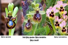 Ophrys x heraultii G. Keller ex Schrenk