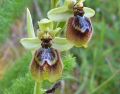 Ophrys x heraultii G. Keller ex Schrenk