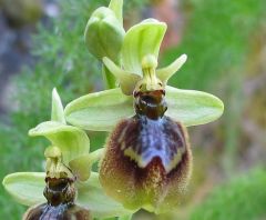 Ophrys x heraultii G. Keller ex Schrenk