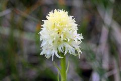 Nigritella nigra subsp. rhellicani var. flava Jaccard