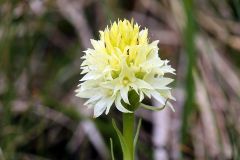 Nigritella nigra subsp. rhellicani var. flava Jaccard