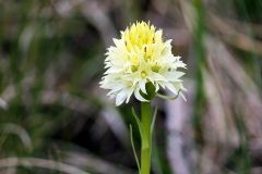 Nigritella nigra subsp. rhellicani var. flava Jaccard