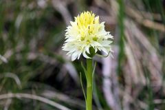 Nigritella nigra subsp. rhellicani var. flava Jaccard