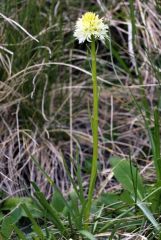 Nigritella nigra subsp. rhellicani var. flava Jaccard