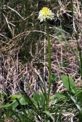 Nigritella nigra subsp. rhellicani var. flava Jaccard