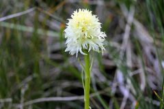 Nigritella nigra subsp. rhellicani var. flava Jaccard