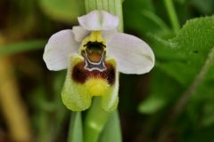 Ophrys tenthredinifera subsp. neglecta (Parl.) E.G.Camus