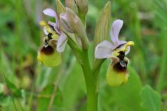 Ophrys tenthredinifera subsp. neglecta (Parl.) E.G.Camus