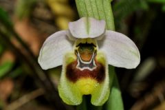 Ophrys tenthredinifera subsp. neglecta (Parl.) E.G.Camus