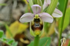 Ophrys tenthredinifera subsp. neglecta (Parl.) E.G.Camus