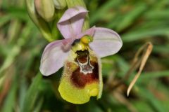 Ophrys tenthredinifera subsp. neglecta (Parl.) E.G.Camus