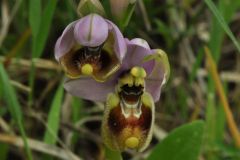 Ophrys tenthredinifera subsp. neglecta (Parl.) E.G.Camus