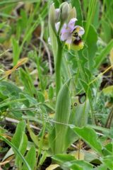 Ophrys tenthredinifera subsp. neglecta (Parl.) E.G.Camus